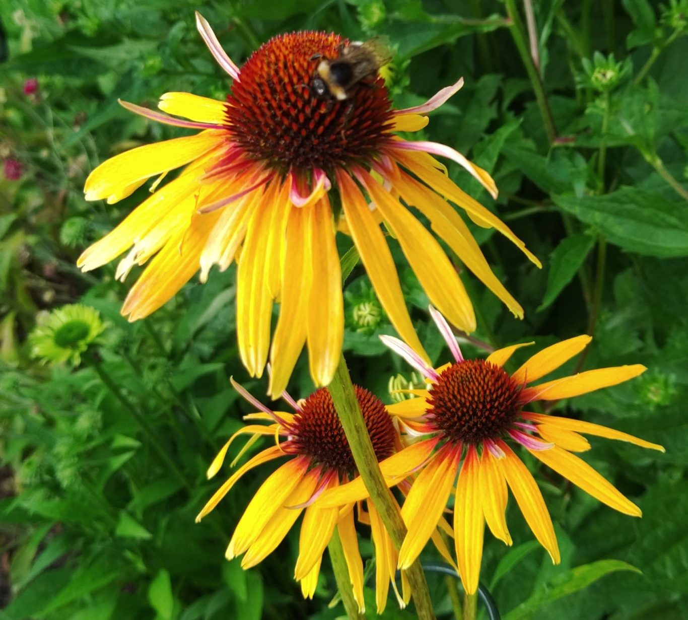 Foto einer Hummel auf einer Blume